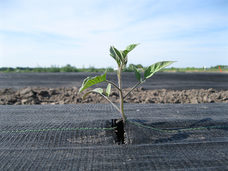 Clariant’s solutions awarded with the OK compost INDUSTRIAL and OK biodegradable SOIL certifications support the development of industrially compostable plastics and biodegradable coatings for agriculture. (Photo: Pixabay)