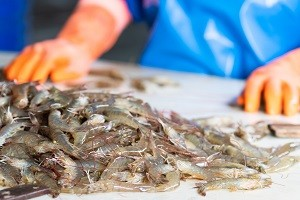 A scaled-up method could recover waste nutrients from shrimp processing water. Credit: jekjob/Shutterstock.com