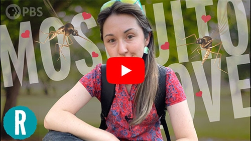 Why are mosquitos so obsessed with me? (video)