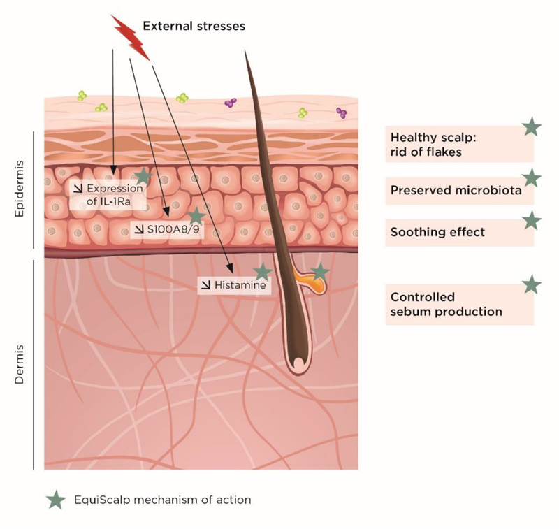 EquiScalp limits the production of two important inflammatory mediators and inhibits histamine release by mast cells to efficiently soothe scalp sensitivity.