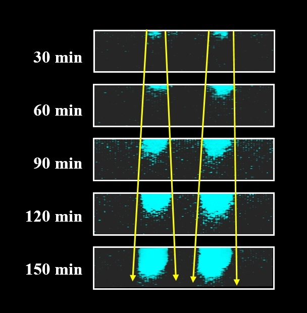 Aging Polymers