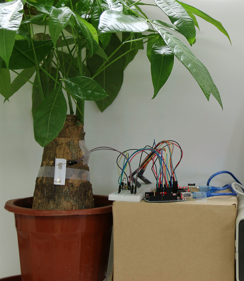 A sensor (white strip) on a houseplant activates an alarm when fire is near. Credit: Adapted from ACS Applied Materials & Interfaces 2020,
