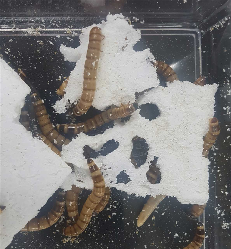 Bacteria from the gut of superworms can degrade polystyrene (white material). Credit: Adapted from Environmental Science & Technology 2020