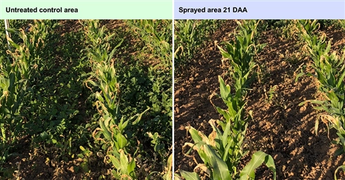 Photo documentation of field test for 150 SL formulation with Synergen® GA on corn.