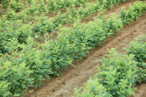 From the field to the plant: Shrubs of Indigofera US-grown by Stony Creek Colors. (Photo: Stony Creek Colors)