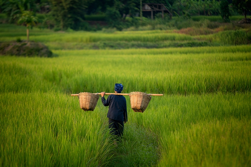 Our rice bran waxes are a great testament, a step closer to more sustainable plastics.