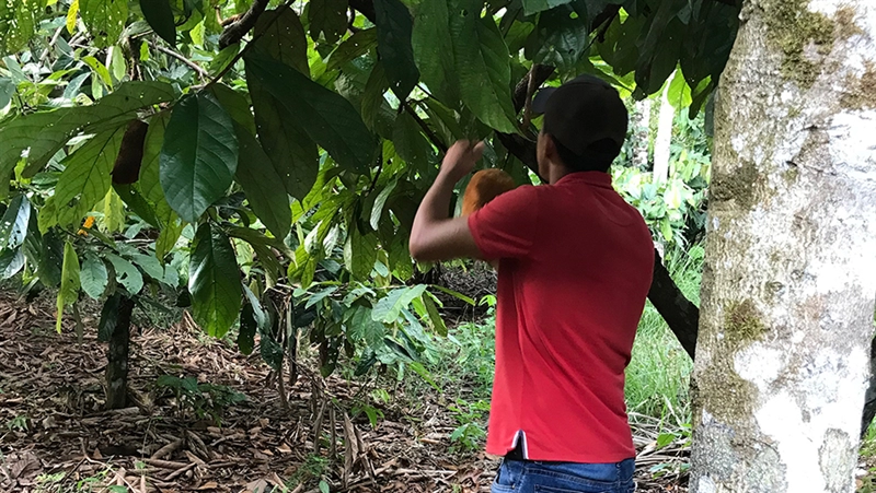 Around 50 smallholders are involved in growing cupuaçu for Clariant. They are organized as a local cooperative and practice what is called agroforestry.